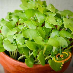 Sprouts/Microgreens - Basil, Green - SeedsNow.com