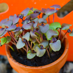 Sprouts/Microgreens - Basil, Purple - SeedsNow.com