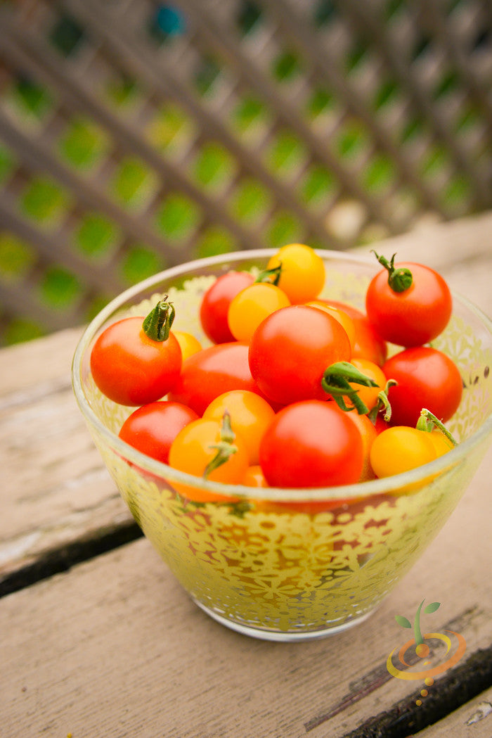 Tomato - Cherry, Red (Small) [INDETERMINATE].