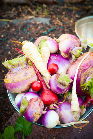 Turnip - Purple Top White Globe.