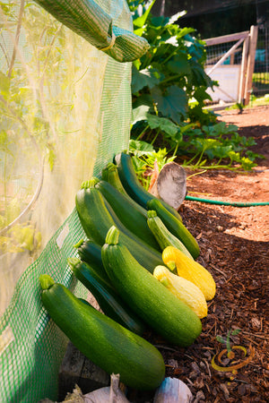 Squash (Summer) - Crookneck, Yellow Early Summer.