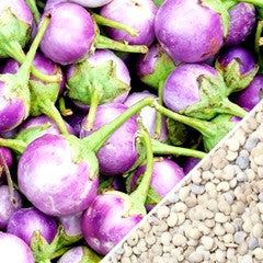 Eggplant - Round Mauve.