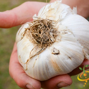 Garlic (Soft Neck) - Elephant *PRE-ORDER* - SeedsNow.com