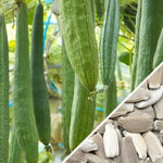 Gourd - Long Snake - SeedsNow.com