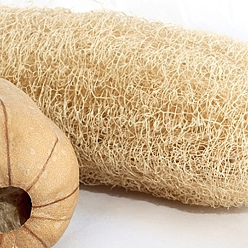 Gourd - Luffa - SeedsNow.com