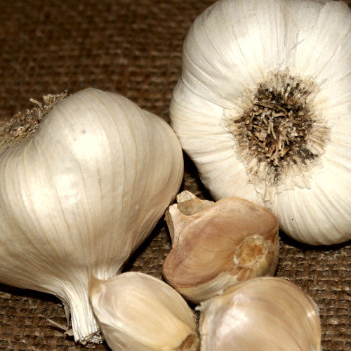 Garlic - (Soft Neck) Inchelium Red (Organic) *PRE-ORDER* - SeedsNow.com