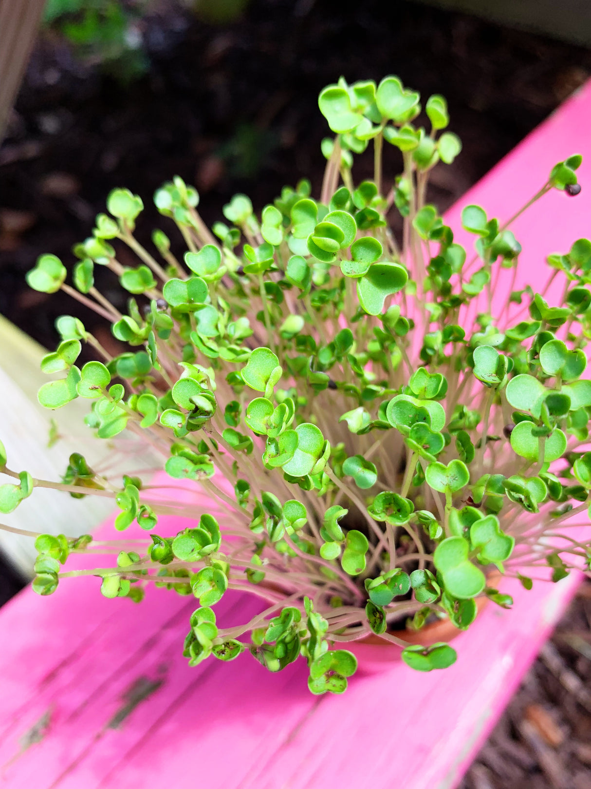 Sprouts/Microgreens - Kale, Green Curly - SeedsNow.com