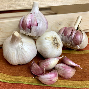 Fresh hard neck Killarney Red garlic bulb from SeedsNow-Garlic, showing vibrant red skin and tightly packed cloves.