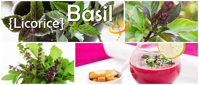 Basil - Licorice.