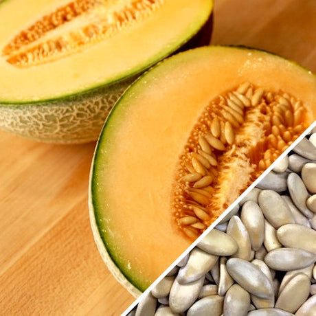 Honey Rock cantaloupe melon seeds from SeedsNow, close-up of vibrant orange melon seeds on a white background.