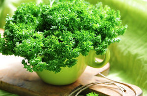 Parsley - Evergreen - SeedsNow.com