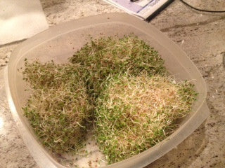 SeedsNow All-in-One Sprouts and Microgreens Seed Bank with sprouting jar for easy home germination and fresh microgreens.
