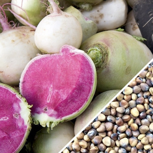 Radish - Watermelon.