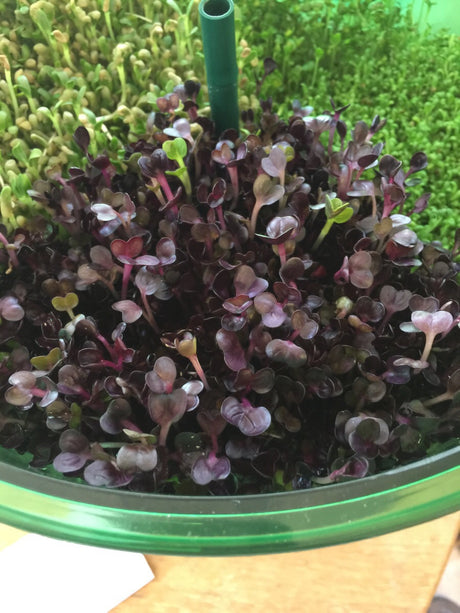 Fresh Rambo Radish microgreens growing from SeedsNow sprout seeds, showcasing vibrant red leaves and tender greens.