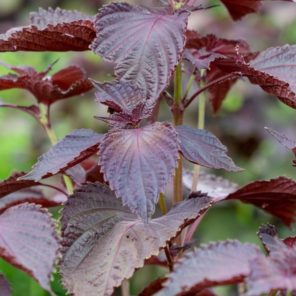 Red Shiso seeds, also known as Perilla or Japanese Basil, from SeedsNow, displayed in a clear package with vibrant leaves.