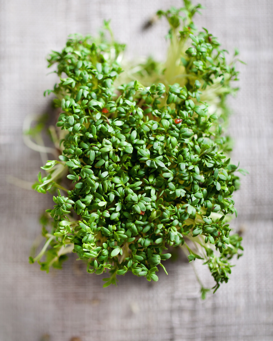 Sprouts/Microgreens - Cress.