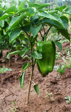 Pepper (Sweet) - Emerald Giant - SeedsNow.com