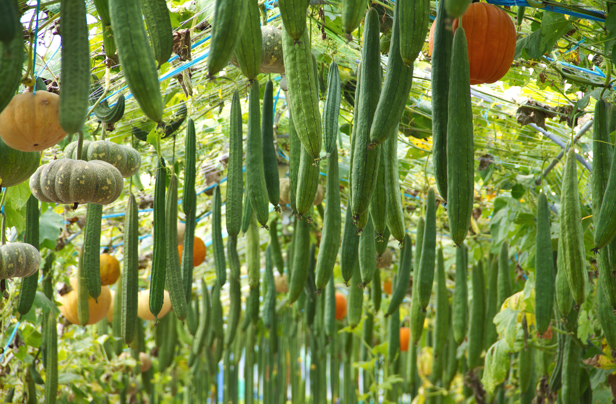 Gourd - Long Snake - SeedsNow.com