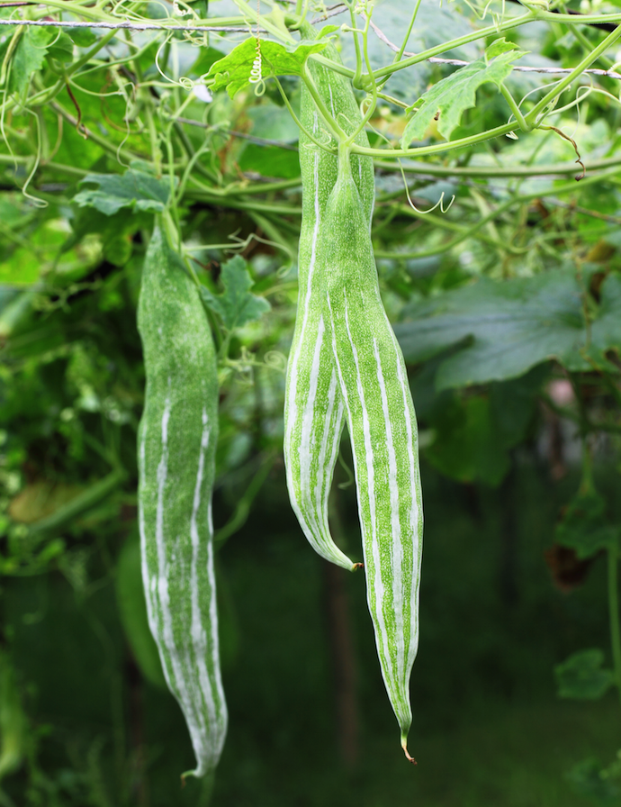 Gourd - Long Snake - SeedsNow.com