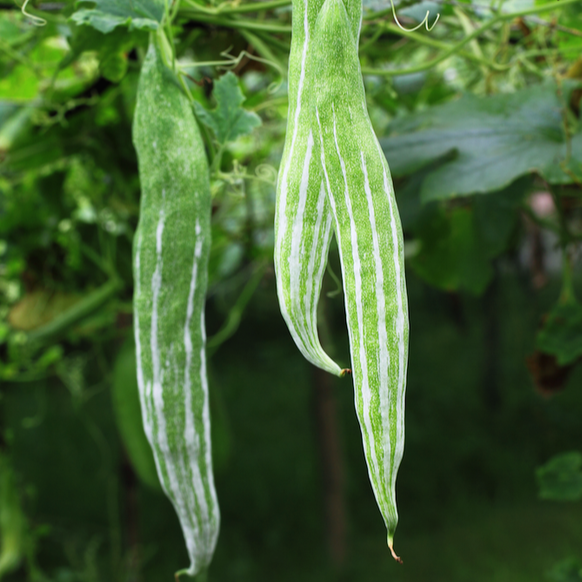 Gourd - Long Snake - SeedsNow.com