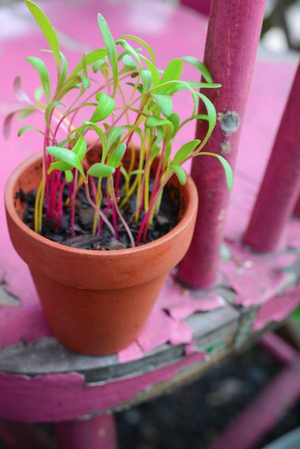 Sprouts/Microgreens - Rainbow Chard - SeedsNow.com