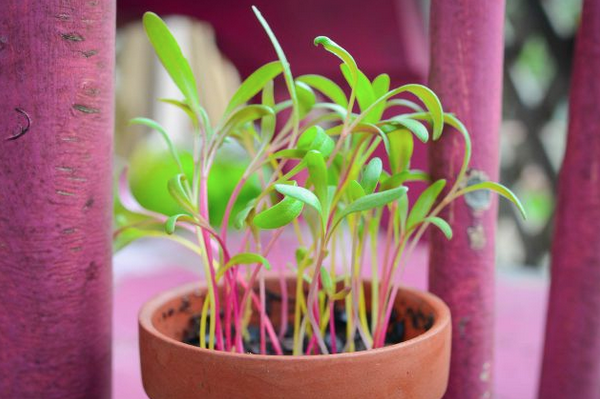 Sprouts/Microgreens - Rainbow Chard - SeedsNow.com