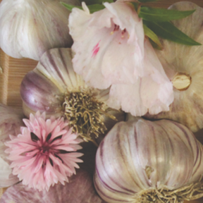 Mexican Violet hard neck garlic bulb from SeedsNow-Garlic, showing purple-skinned garlic with multiple cloves and sturdy stem.