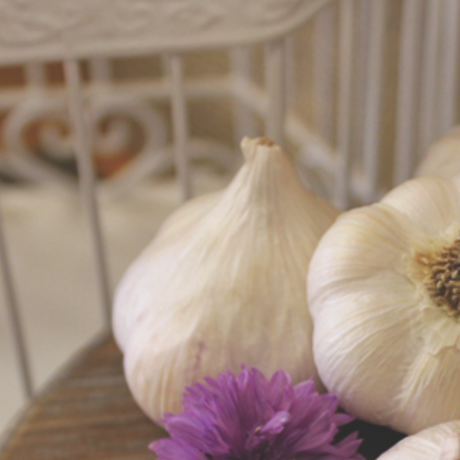 German porcelain hard neck garlic bulb from SeedsNow-Garlic, showing multiple garlic cloves with textured white skin.