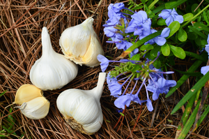 Garlic - (Soft Neck) Inchelium Red (Organic) *PRE-ORDER* - SeedsNow.com