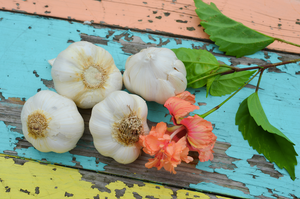 Garlic - (Soft Neck) Silver Rose.