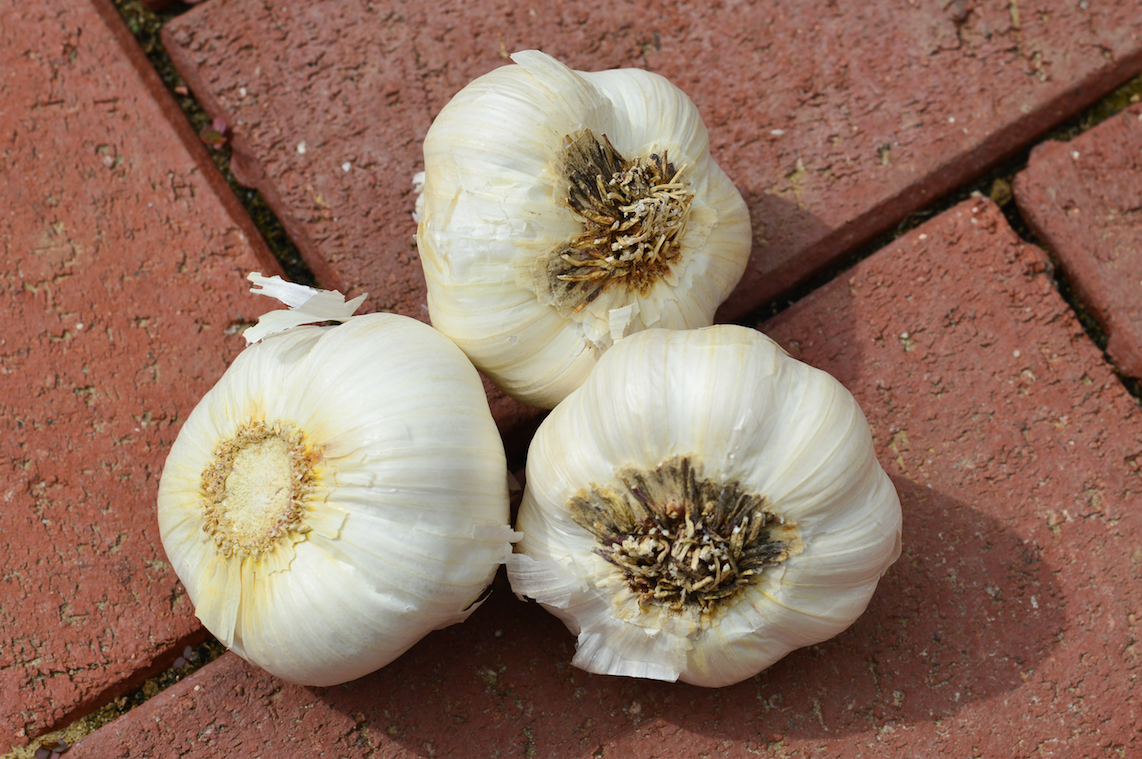 Garlic - (Soft Neck) Early Purple Italian (Organic) *PRE-ORDER* - SeedsNow.com