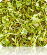 Sprouts/Microgreens - Clover.