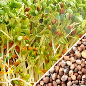 Fresh radish sprouts from SeedsNow, showing vibrant green microgreens and classic radish seeds on a clean background.