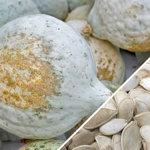 Squash (Winter) - Hubbard, Baby Blue - SeedsNow.com