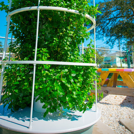 All-in-One Tower Garden variety pack by SeedsNow-SeedBanks featuring assorted seed packets for urban gardening.