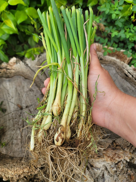 Yellow Sweet Spanish onion transplants from SeedsNow-Bulb-Onion, long day onion sets for planting in the garden.