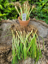 Yellow Sweet Spanish onion transplants from SeedsNow-Bulb-Onion, showing healthy long-day onion sets for planting.