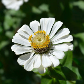 Zinnia Polar Bear flowers seeds by SeedsNow showing white, fluffy flower buds ready to bloom in a garden setting.