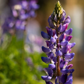 Lupine Arroyo flower seeds from SeedsNow-Flowers, showing vibrant purple lupine flower seeds on a natural background.