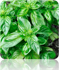 Basil - Italian Large Leaf.