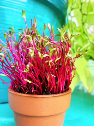 Sprouts/Microgreens - Beet, Dark Red - SeedsNow.com