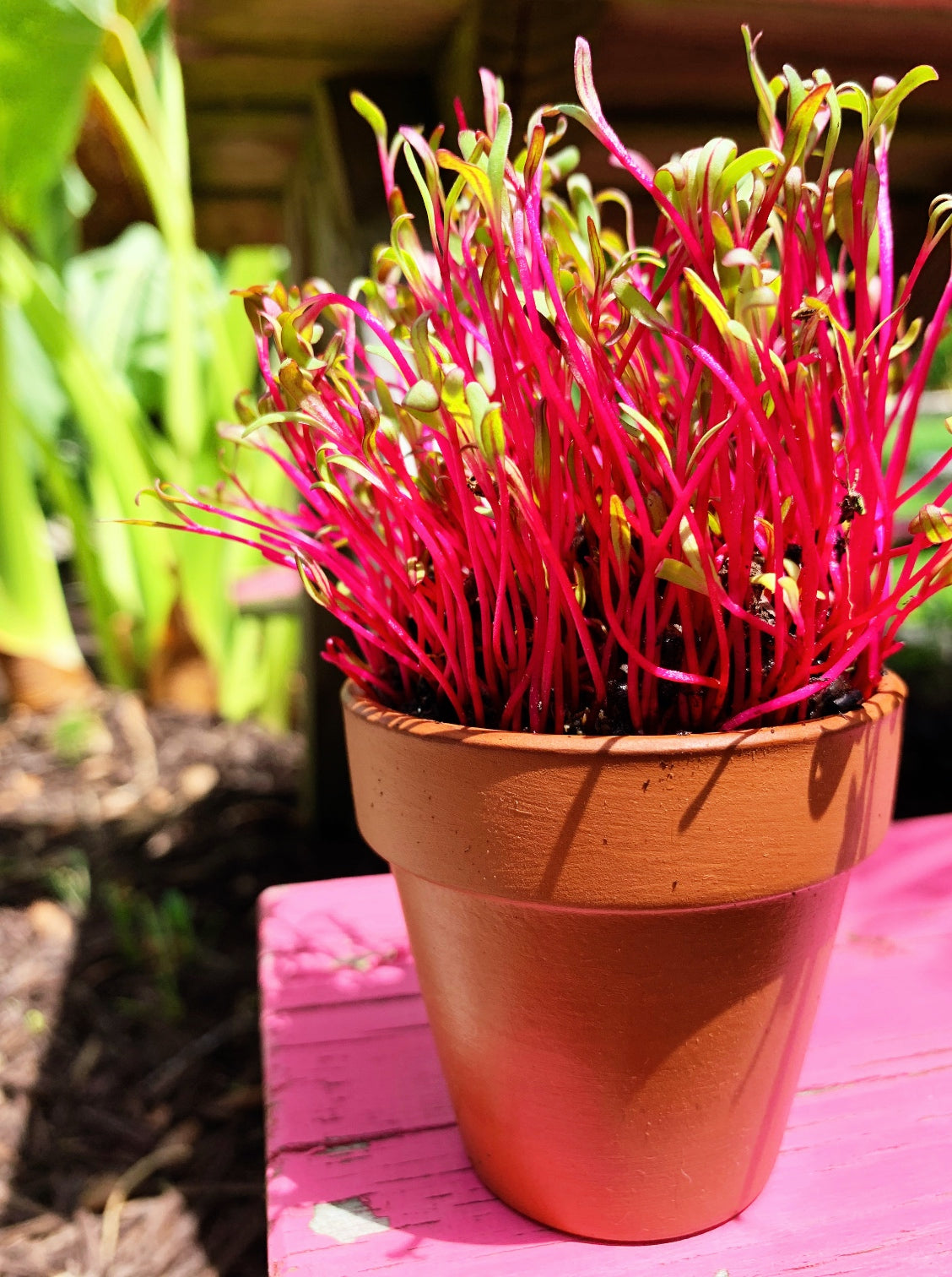 Sprouts/Microgreens - Beet, Dark Red - SeedsNow.com