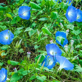 Blue wildflower mix from SeedsNow featuring vibrant blues and lush greenery, perfect for creating colorful wildflower gardens.