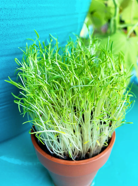 Fresh carrot microgreens sprouting from SeedsNow carrot seeds, vibrant green microgreens on a white background.