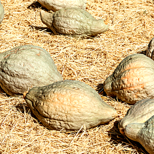 Squash (Winter) - Hubbard, Chicago Warted - SeedsNow.com