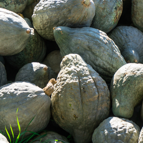 Green Hubbard winter squash seeds from SeedsNow, showing fresh green seeds ideal for planting or gardening.