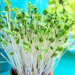 Fresh green curly kale microgreens sprouting from seeds, vibrant and healthy, perfect for salads and garnishes.