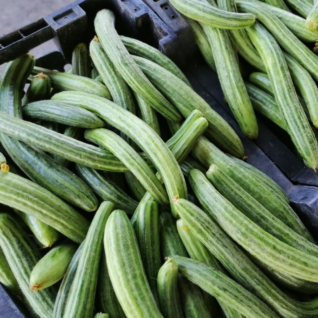 Long green Armenian cucumber seeds from SeedsNow, showing fresh, vibrant cucumber seeds with green skin and elongated shape.