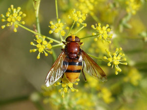 All-in-One SAVE THE BEES! Garden Variety Pack - SeedsNow.com