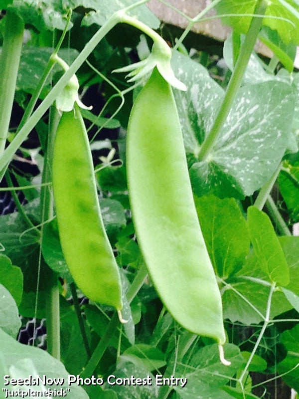 Pea - Oregon Sugar Pod.